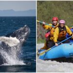 Reykjavik Whales & White Water Rafting Adventure - Who Is This Tour Best For?