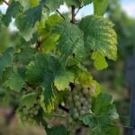 Rheingau: Wine Tour with Tasting - Visiting Baron Knyphausen – The First Taste of Rheingau