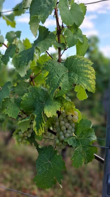 Rheingau: Wine Tour with Tasting - Visiting Baron Knyphausen – The First Taste of Rheingau