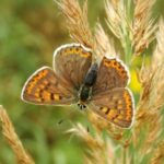 Rhodes: Butterfly Valley and Mini Cruise to Chalki Island - What Travelers Are Saying