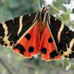 Rhodes: Butterfly Valley & Wine Tasting Tour (Small Group) - How the Tour Runs in Practice