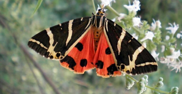 Rhodes: Butterfly Valley & Wine Tasting Tour (Small Group) - How the Tour Runs in Practice