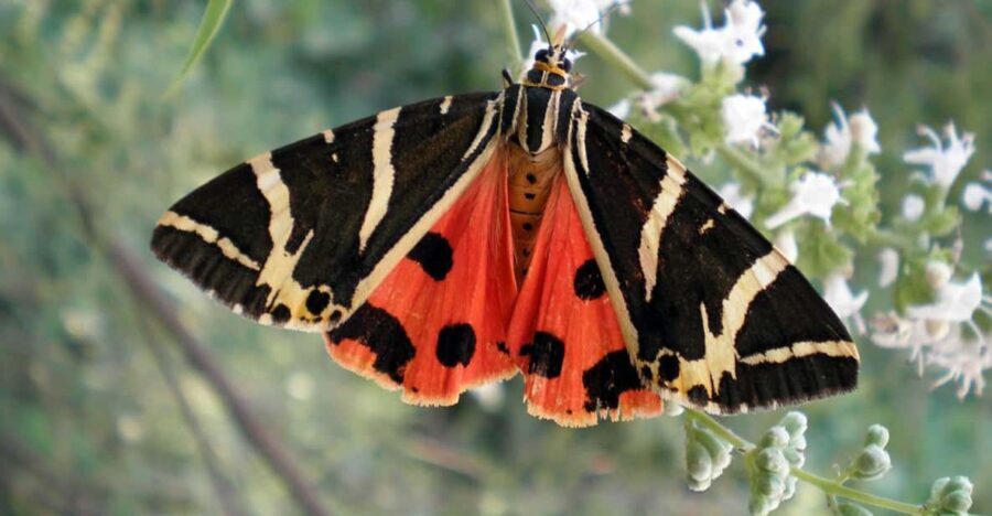 Rhodes: Butterfly Valley & Wine Tasting Tour (Small Group) - How the Tour Runs in Practice