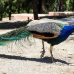 Rhodes: Filerimos Hill and Butterfly Valley Bus Trip - The Value of This Tour