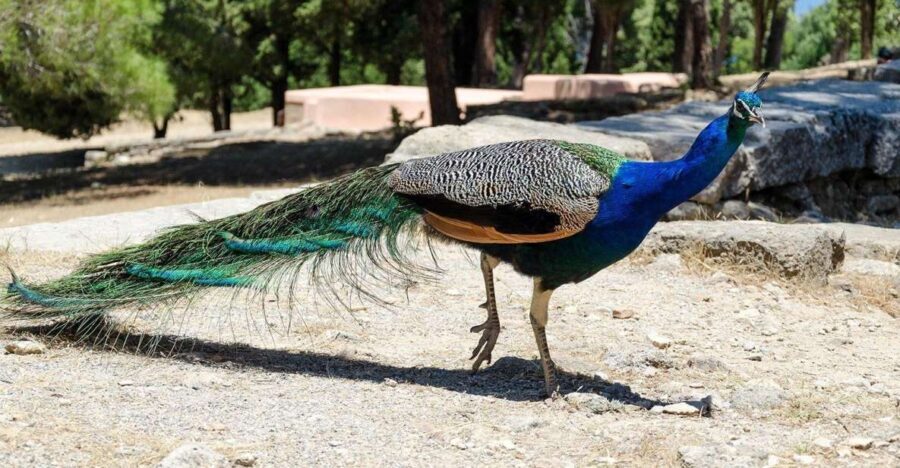 Rhodes: Filerimos Hill and Butterfly Valley Bus Trip - The Value of This Tour