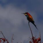 Rhodes: Safari with experienced driver - South pick ups - The Experience in Detail