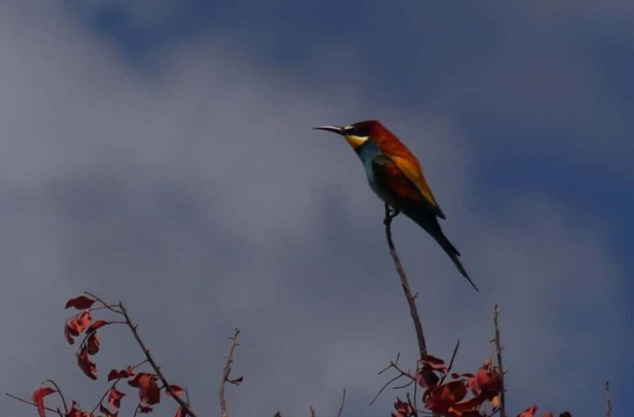 Rhodes: Safari with experienced driver - South pick ups - The Experience in Detail