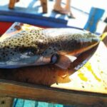 Rhodes Town: Fishing Boat Trip with Fish Meal and Swim Stops - Who Is This Tour Best For?