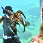 Rhodes Town: Yellow Submarine Cruise with Underwater Views - The Itinerary Breakdown