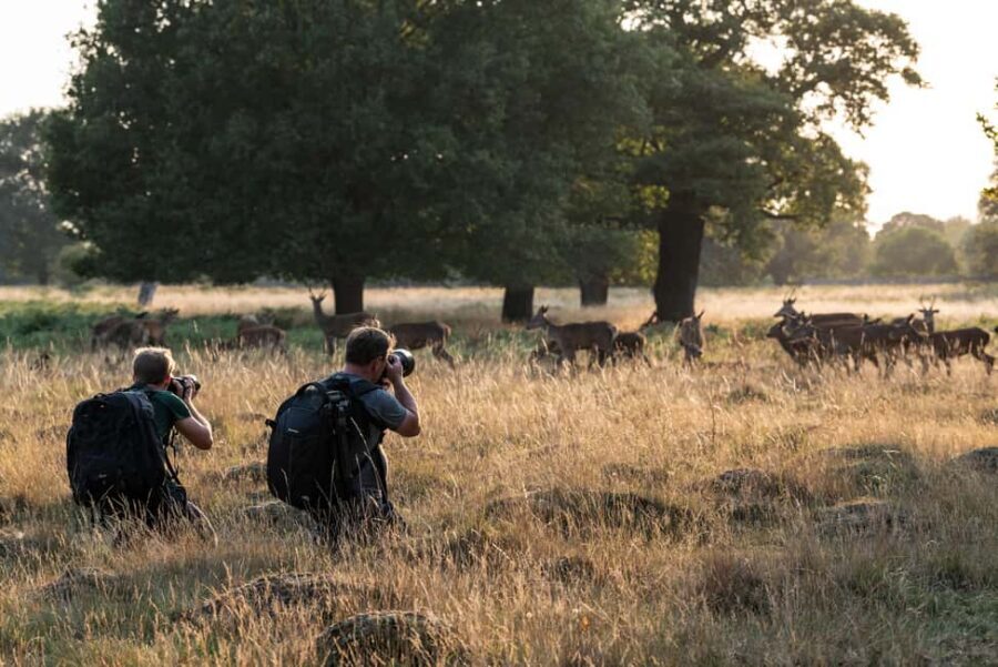 Richmond Park, London: Sunset Wildlife Photography Workshop - Detailed Breakdown of the Itinerary