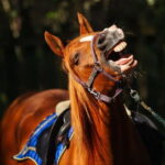 Riga Horse Riding tour along the Beach - Practicalities and Value