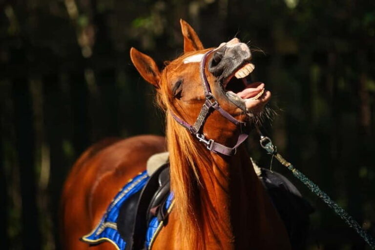 Riga Horse Riding tour along the Beach - Practicalities and Value