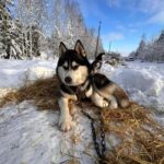 Riga: Husky Dog Sledding and Ride in Bobsleigh Track - Who Should Consider This Tour?