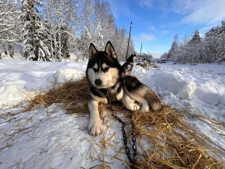 Riga: Husky Dog Sledding and Ride in Bobsleigh Track - Who Should Consider This Tour?
