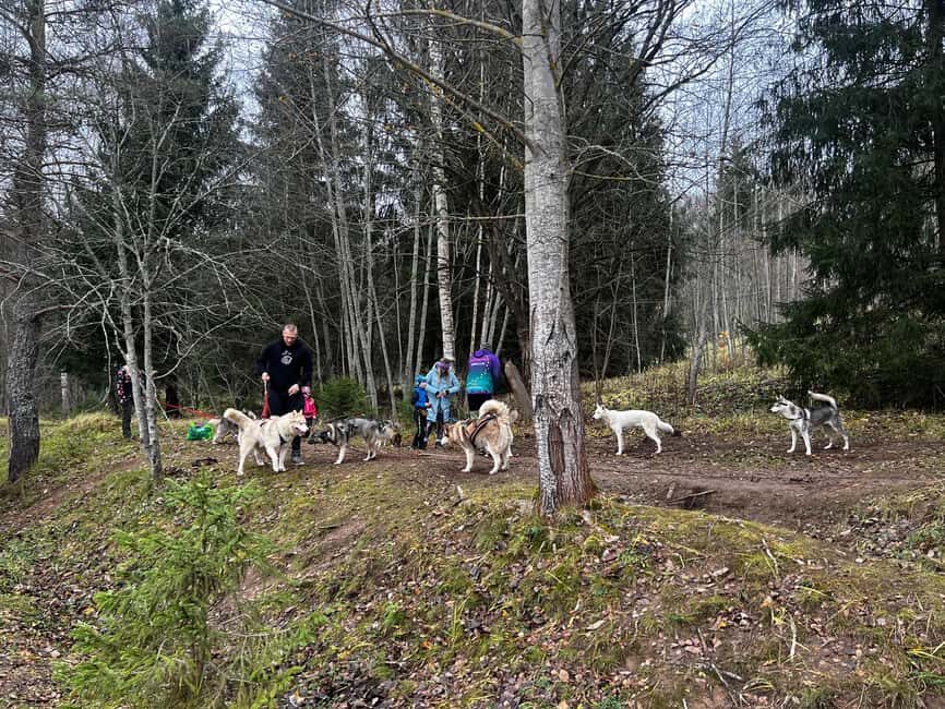 Riga: Husky Hike in the Nature Trail - The Huskies: Your Furry Guides