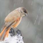 Riisitunturi National Park: Day Trip with Finnish Lapphund - The Experience with Ahti