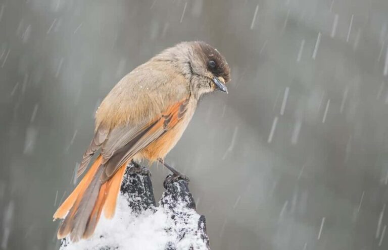 Riisitunturi National Park: Day Trip with Finnish Lapphund - The Experience with Ahti