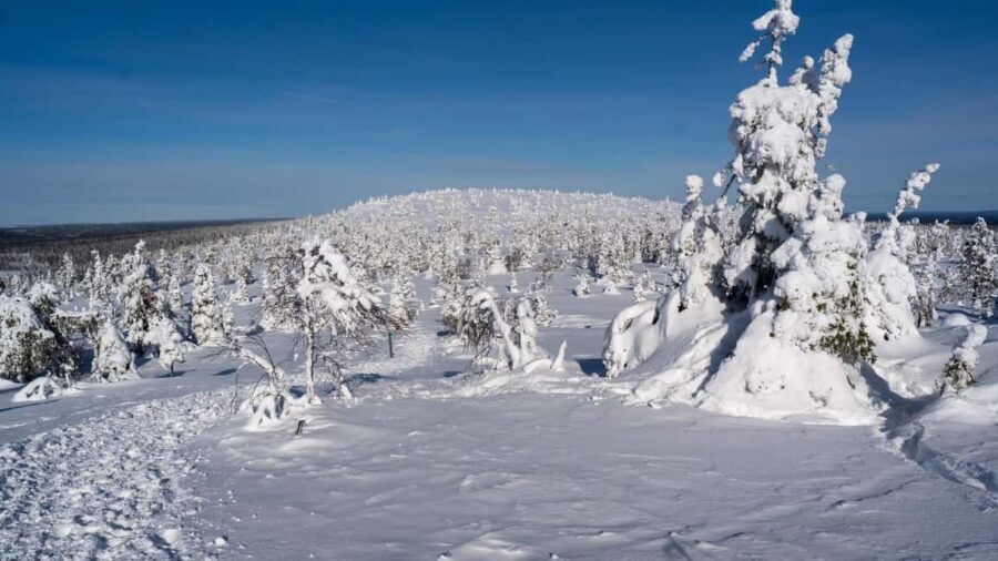 Riisitunturi National Park Hike - Who Will Love This Tour?