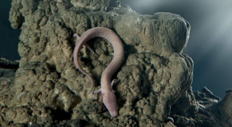 Rijeka: Postojna Cave and Predjama Castle - The Fascinating Story of Predjama Castle