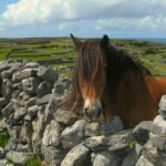 Ring of Kerry & Killarney tour departing from Cork City. Guided. Full Day. - The Value of the Tour