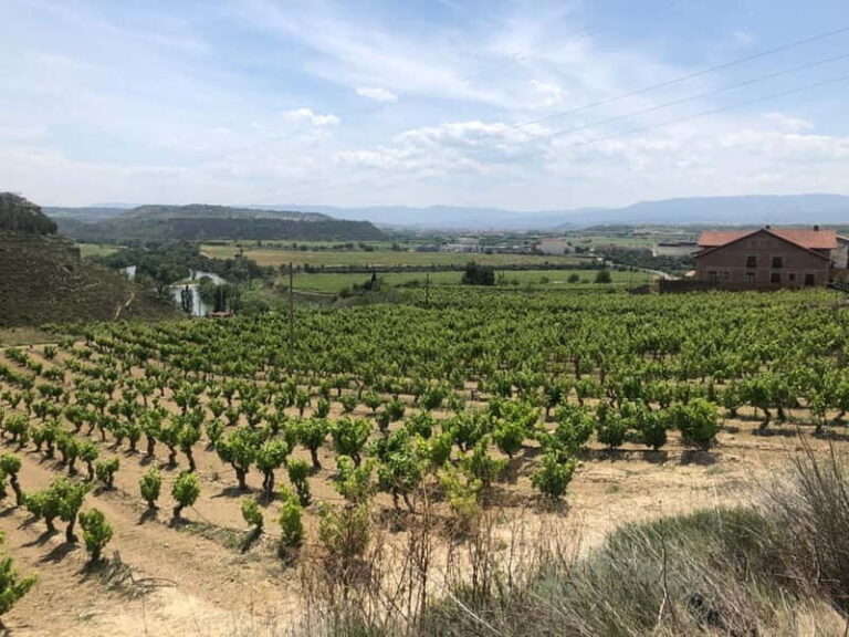Rioja Wine Tour: 3 Wineries & Pintxos Lunch - Itinerary Breakdown: What to Expect