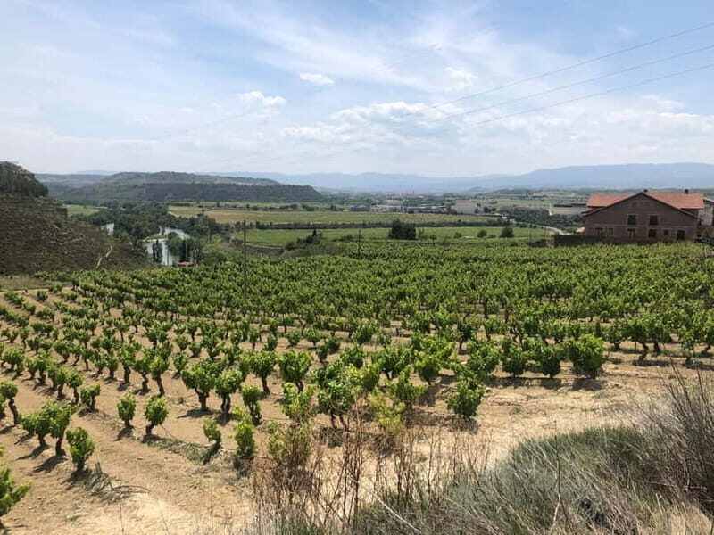 Rioja Wine Tour: 3 Wineries & Pintxos Lunch