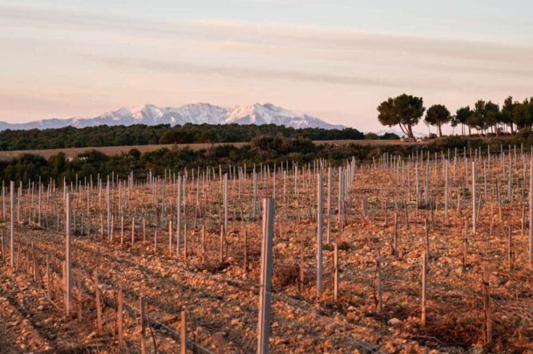 Rivesaltes - Secrets du Terroir and Unique Wine Tasting! - The Tasting