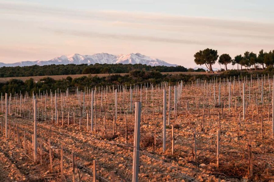 Rivesaltes - Secrets du Terroir and Unique Wine Tasting! - The Tasting