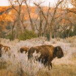 Rocky Mountain Escape - FAQ