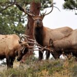 Rocky Mountain National Park - Private Sightseeing Tour - The Sum Up