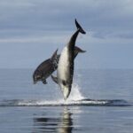 Romantic Boat Trip with Dolphin Watching - Who Should Consider This Tour?