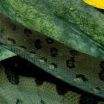 Rome: Bioparco di Roma Zoological Garden Entry Ticket - Who Is This Experience Best For?