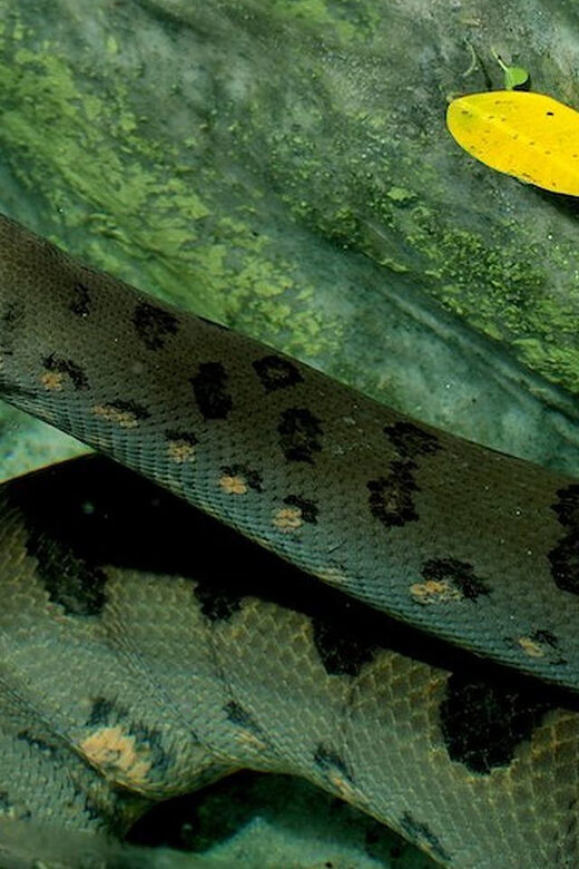 Rome: Bioparco di Roma Zoological Garden Entry Ticket - Who Is This Experience Best For?