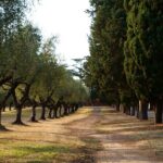 Rome Golf Cart Tour: Catacombs, Ancient Ruins & Iconic Landmarks - Practical Considerations and Value