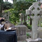 Rome: Testaccio Uncovered 5-Hour Walking Tour - Architecture, Street Art, and Neighborhood Vibe