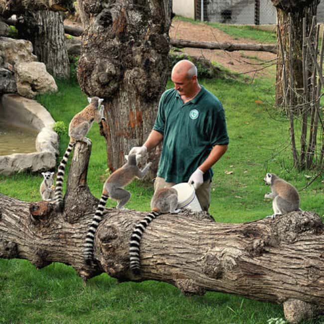 Rome: Zoo entry ticket + Villa Borghese Golf Cart Tour - Skip-the-Line Entry to Bioparco di Roma