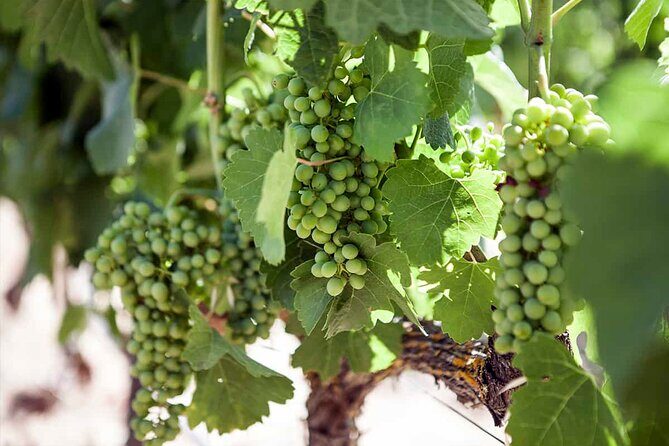 Ronda Organic Wine Tour from Marbella - Final Thoughts