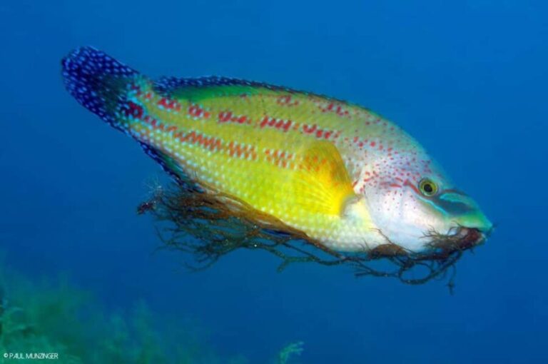 Roses: PADI Discover Scuba Diving Experience - The Small Group Dynamic and Instructor Support