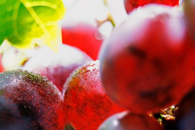 Roséwinetasting Parties or Workshops with a WineEducator at your place - What’s Included and What’s Not