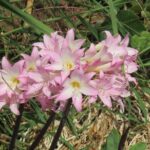 Rota do Vinho - Wine Route (Half Day Walk) - Food, Drinks, and What’s Not Included