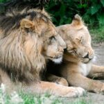 Rotterdam: Rotterdam Zoo Blijdorp Entry Ticket - Final Thoughts