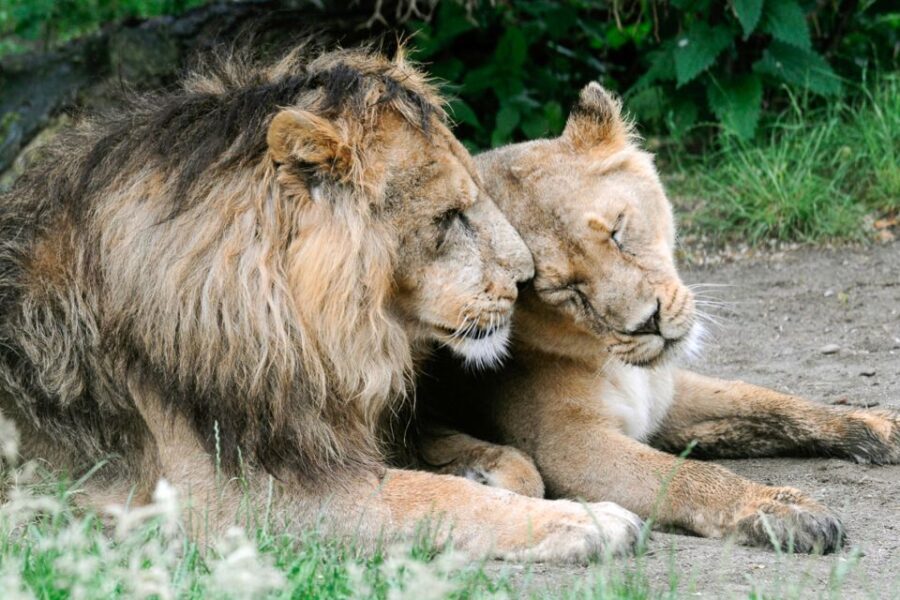 Rotterdam: Rotterdam Zoo Blijdorp Entry Ticket - Final Thoughts