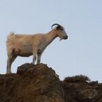 Roundtrip Minivan Transfer to Therma Natural Spa Beach - FAQ