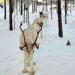 Rovaniemi: 4h Electric Snowmobile Safari at Reindeer Farm - Exploring the Experience in Detail