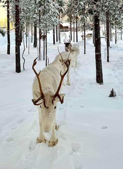 Rovaniemi: 4h Electric Snowmobile Safari at Reindeer Farm - Exploring the Experience in Detail