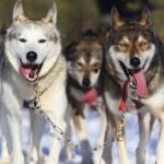 Rovaniemi: 7km Self-Drive Husky Sleigh Ride Adventure - What Makes This Experience Stand Out?