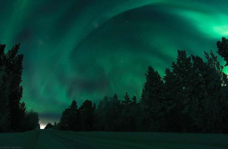 Rovaniemi: All-Inclusive Ranua Zoo Excursion & Aurora Dinner - Cost and Value