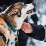 Rovaniemi: Arctic Circle Highlights by Snowmobile - What You Can Expect from the Tour