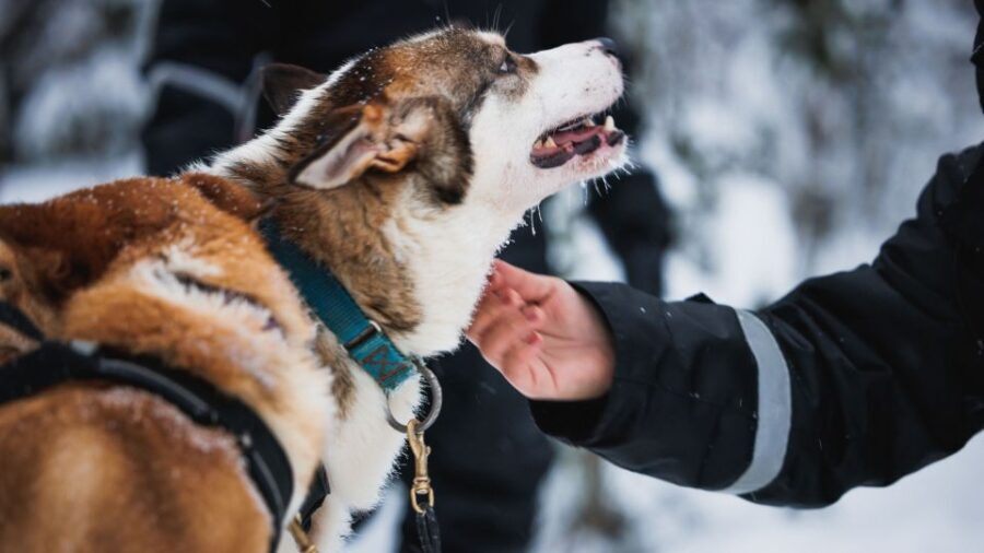 Rovaniemi: Arctic Circle Highlights by Snowmobile - What You Can Expect from the Tour