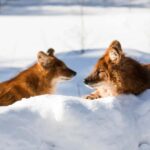 Rovaniemi: Arctic Ranua Zoo Tour - The Experience of the Journey